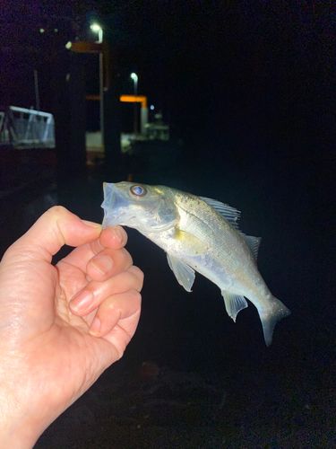 セイゴ(マルスズキ)の釣果