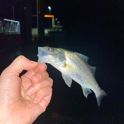 セイゴ（マルスズキ）