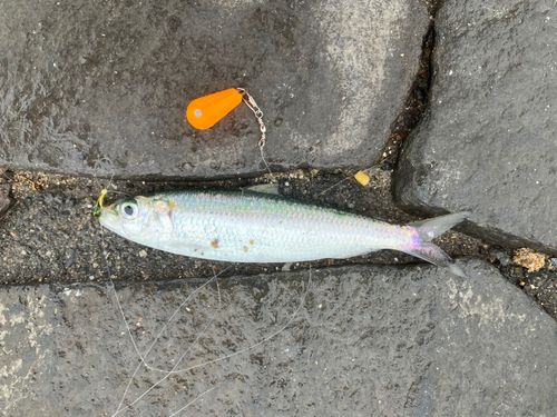 新居海釣公園