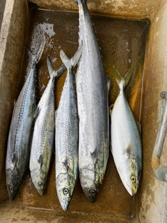 サワラの釣果