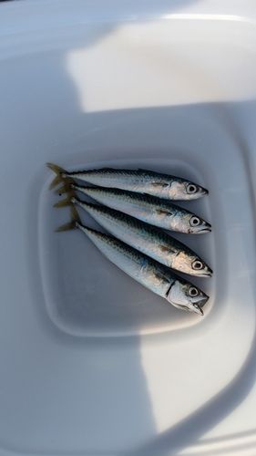 カタクチイワシの釣果