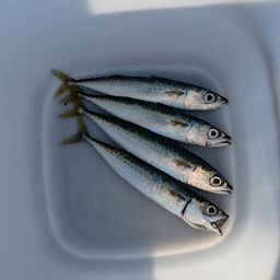 カタクチイワシ