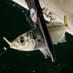 マアジの釣果