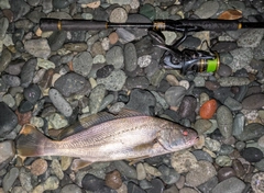 ニベの釣果