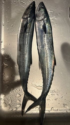 鞠山海遊パーク