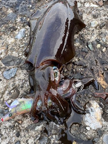 アオリイカの釣果