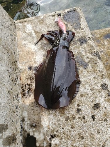 アオリイカの釣果