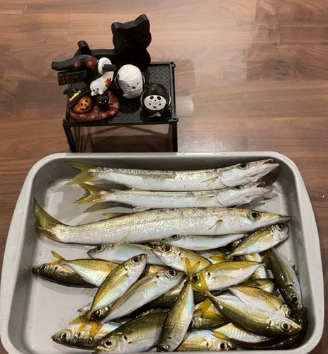 アジの釣果