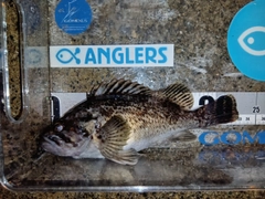 クロソイの釣果