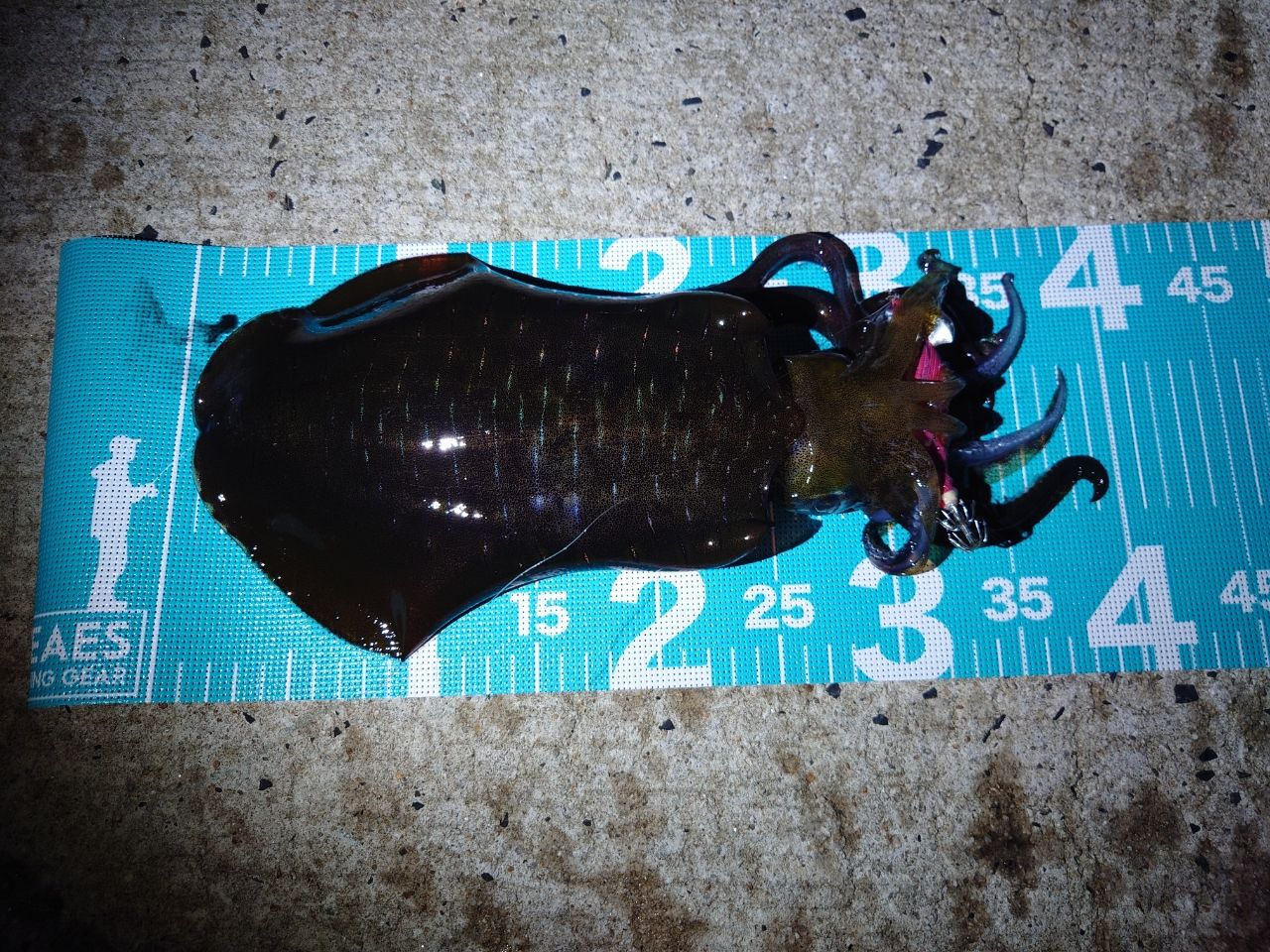 21セフィアXR S86ML Shimano 21 Sephia XR S86ML – JDM TACKLE HEAVEN