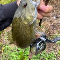 スモールマウスバス