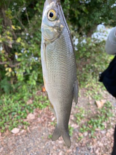 ワタカの釣果