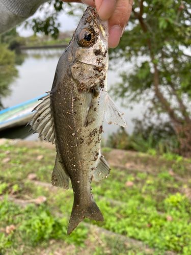 セイゴ(マルスズキ)の釣果