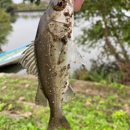 セイゴ(マルスズキ)