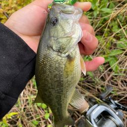 ラージマウスバス