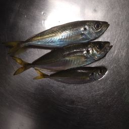 アジ