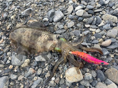 アオリイカの釣果
