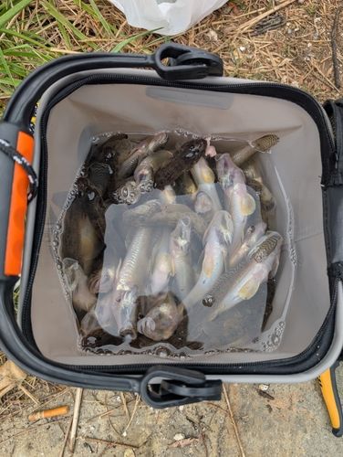ハゼの釣果