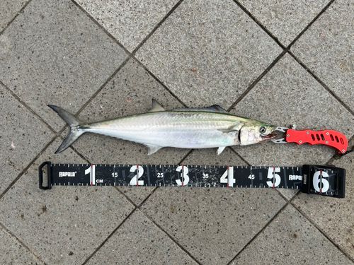 サゴシの釣果