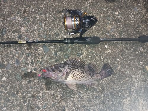 ソイの釣果