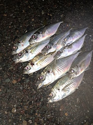 アジの釣果