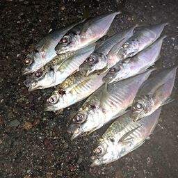 アジ