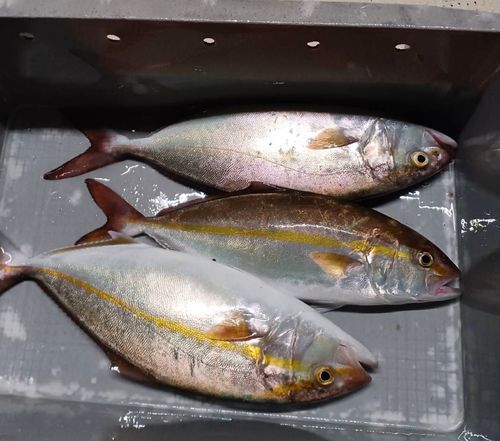 カンパチの釣果