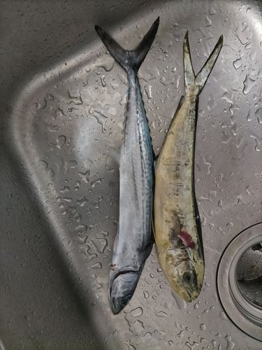 サゴシの釣果