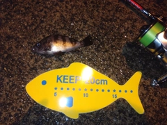 メバルの釣果