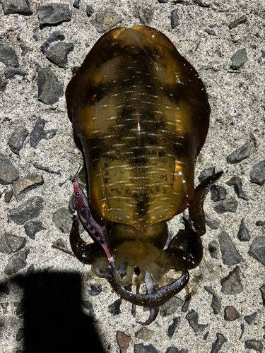 アオリイカの釣果
