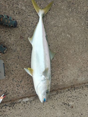 ヒラマサの釣果