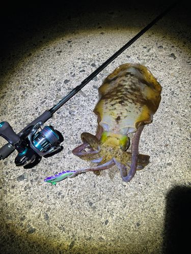 アオリイカの釣果