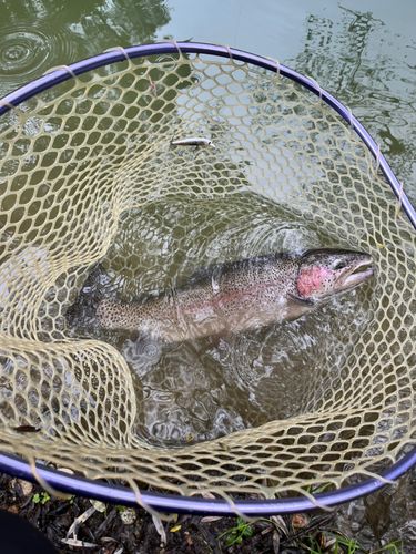 トラウトの釣果