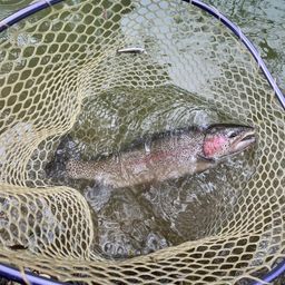 トラウト