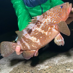 キジハタの釣果