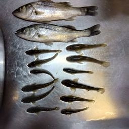 ハゼ