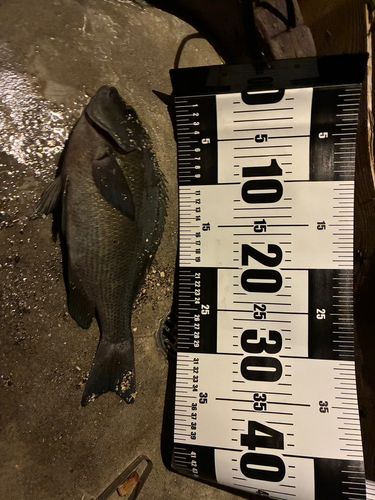 メジナの釣果