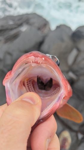 アカハタの釣果