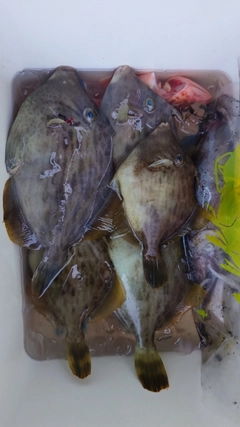 カワハギの釣果