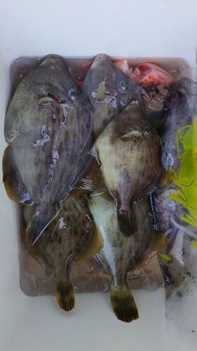 カワハギの釣果