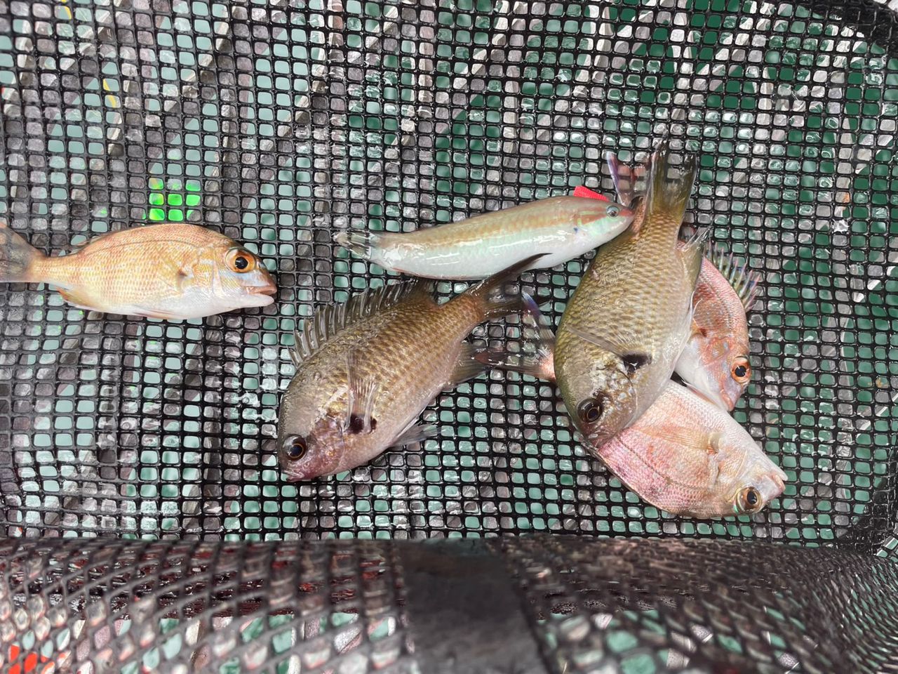 クロスズメダイ