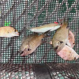 クロスズメダイ