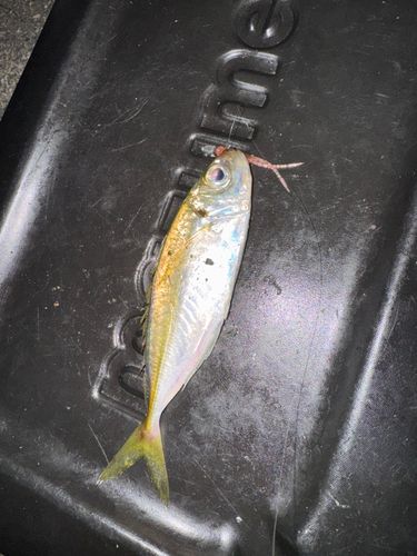 浜名湖