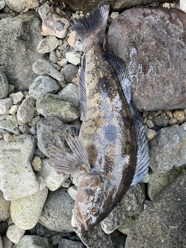 アイナメの釣果