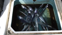 タチウオの釣果