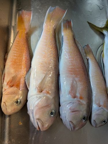 シロアマダイの釣果
