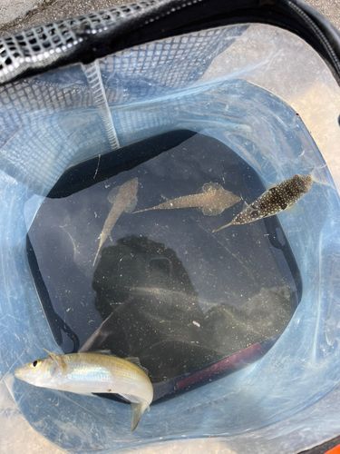 大浜釣り公園（金沢港ふれあい広場）