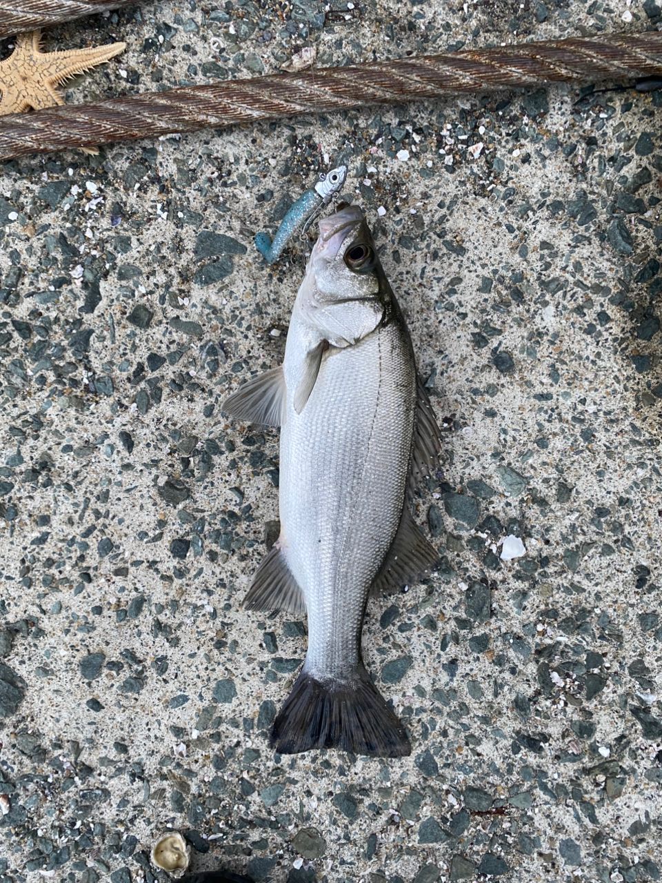 セイゴ（ヒラスズキ）