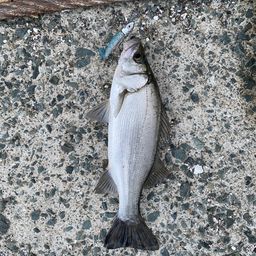 セイゴ（ヒラスズキ）