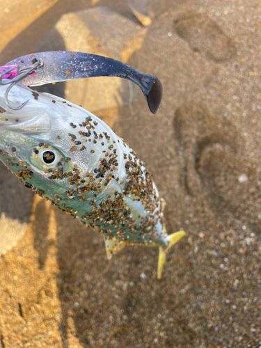 ツバスの釣果